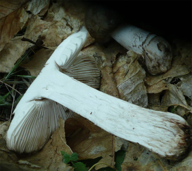 Amanita excelsa var. excelsa (o spissa?)